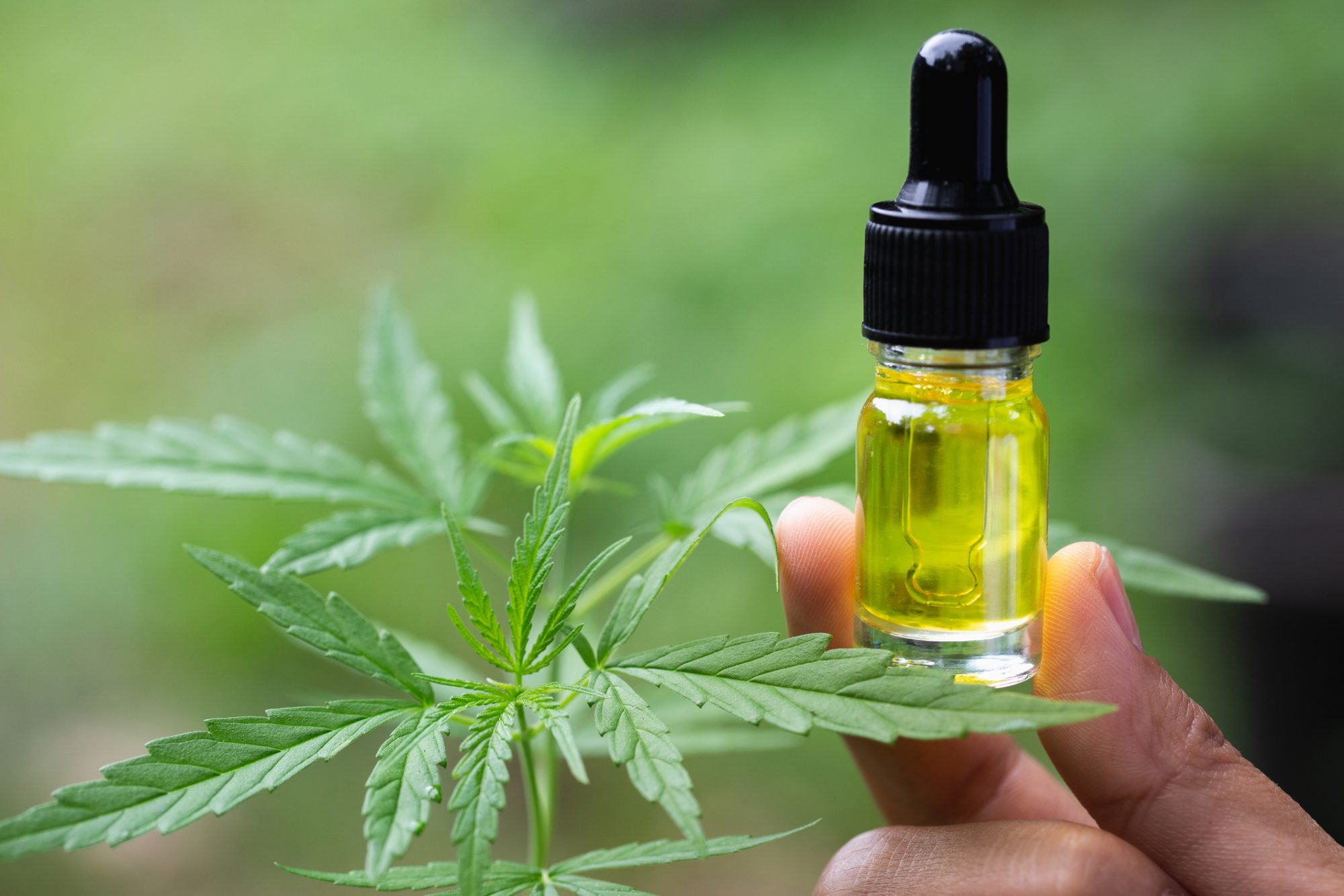 Best CBD Oil For Anxiety: Popularity In The Market & Benefits For The Individuals 